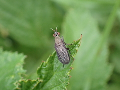 Coremacera marginata
