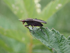 Coremacera marginata