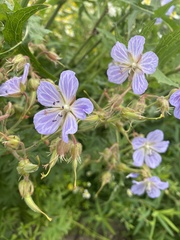 Geranium pratense