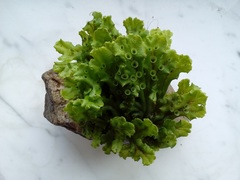 Marchantia polymorpha ruderalis