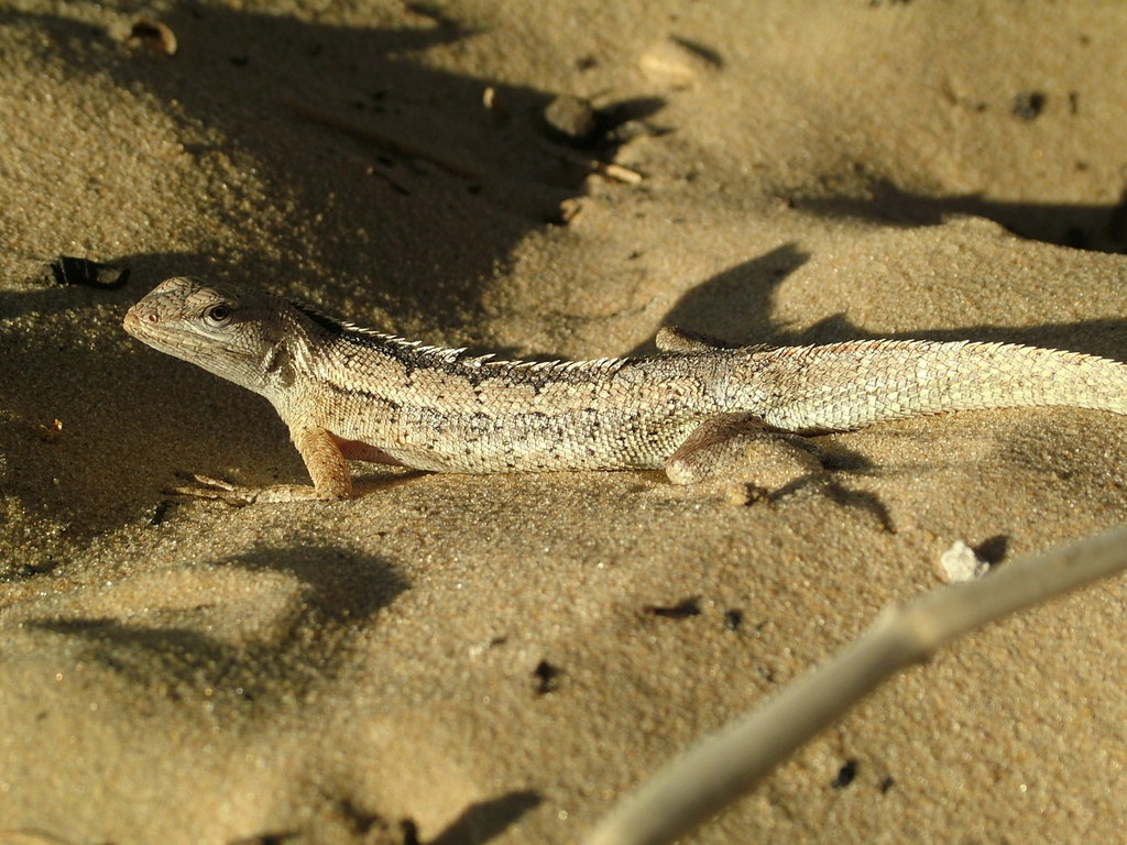 Bahia Lava Lizard