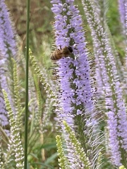 Apis mellifera
