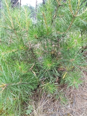 Pinus sylvestris