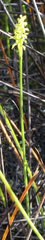 Genoplesium pumilum