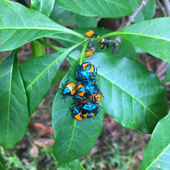Anaxarchus