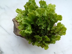 Marchantia polymorpha ruderalis