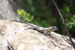 Rodrigues' Lava Lizard photo 2