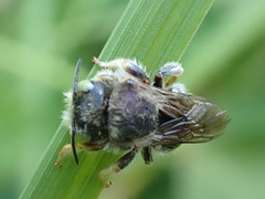 Anthidium punctatum