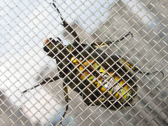 Pseudotorynorrhina japonica