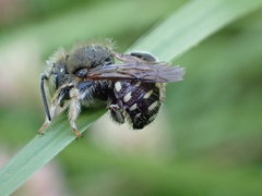 Anthidium punctatum
