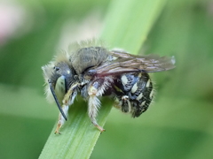 Anthidium punctatum