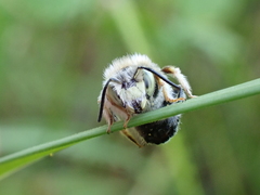 Anthidium punctatum
