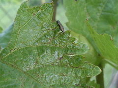 Agrilus derasofasciatus