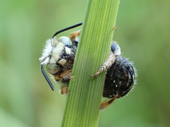 Anthidium punctatum