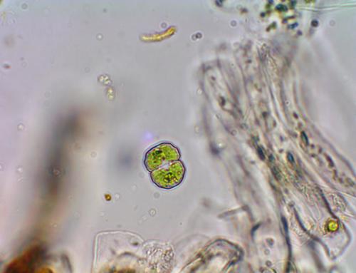 Cosmarium regnellii