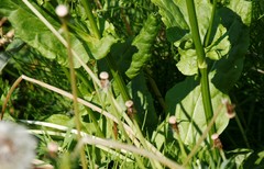 Rumex lapponicus