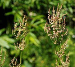 Rumex lapponicus