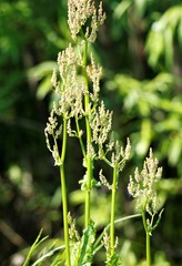 Rumex lapponicus