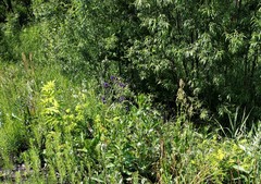 Rumex lapponicus