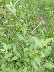 Salix