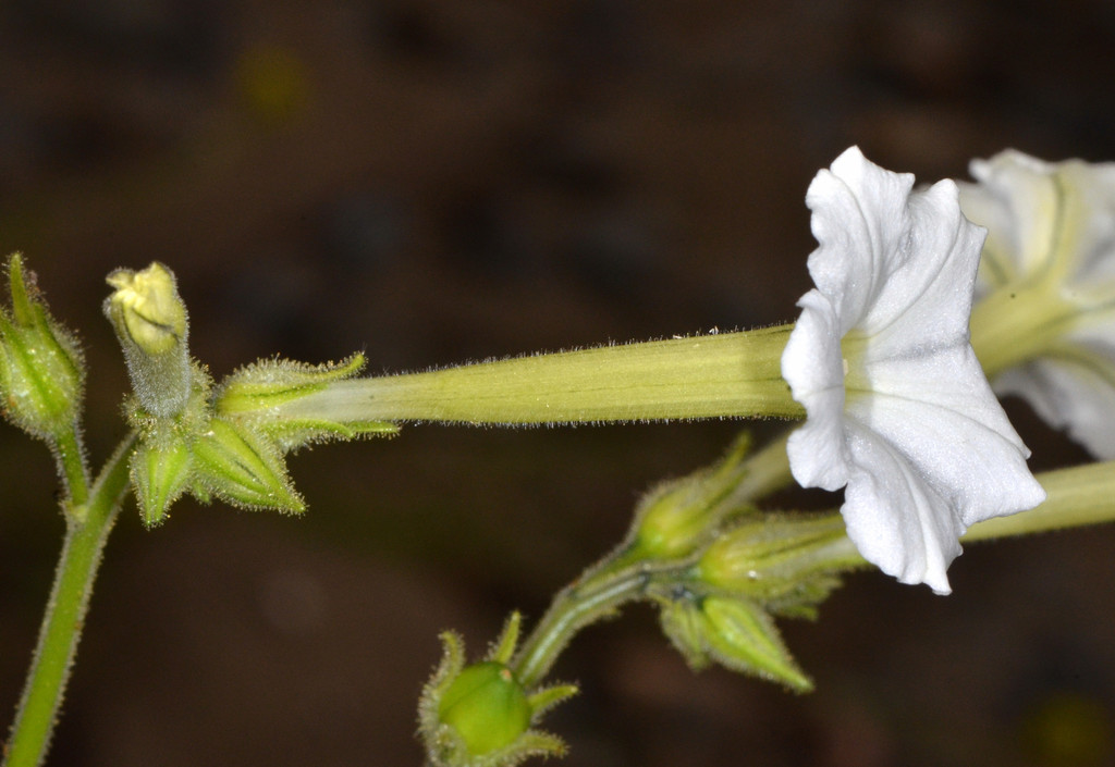 coyote tobacco plant coyote tobacco (NIAT) (OCTC Flora Guide) · iNaturalist
