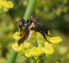 Galactomyia