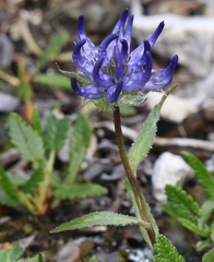 Phyteuma sieberi