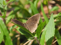 Mycalesis janardana