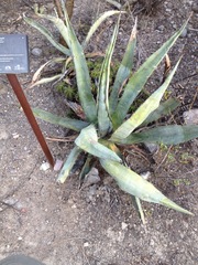 Agave marmorata
