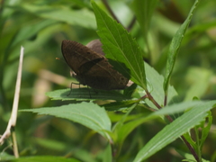 Mycalesis janardana