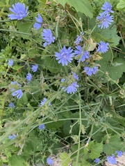 Cichorium intybus