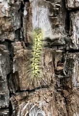 Lophocampa mixta