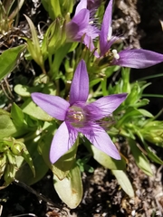 Gentianella ramosa