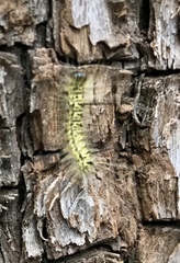 Lophocampa mixta