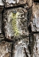 Lophocampa mixta