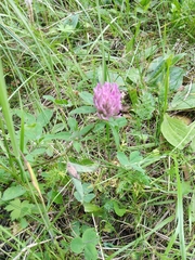 Trifolium pratense