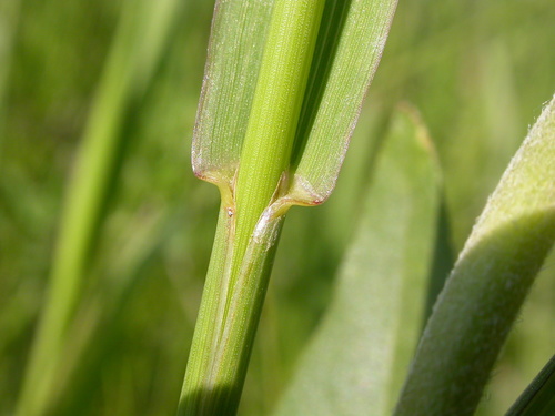 Pašarinis motiejukas nuotrauka