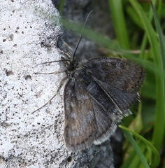 Metaxmeste phrygialis