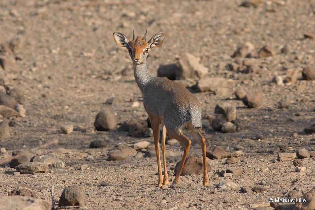 Salt's Dik-dik