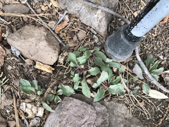 Penstemon parryi