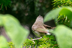 Helopsaltes fasciolatus