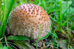 Amanita rubescens