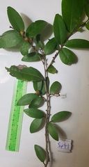 Cleistanthus
