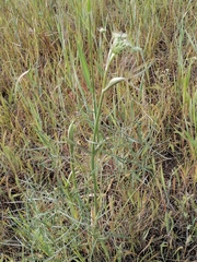 Peucedanum morisonii