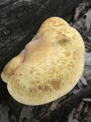 Buglossoporus quercinus
