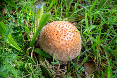 Amanita rubescens