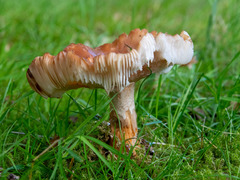 Amanita rubescens