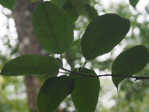Liquidambar excelsa observed 2020-07-06