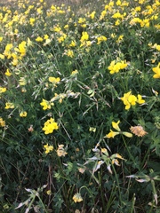 Lotus corniculatus