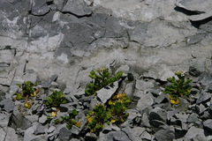 Cochlearia tridactylites